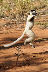 Verreaux's sifaka "dancing," Berenty Reserve, Madagascar