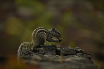 A beautiful photograph of a Squirrel in a garden.