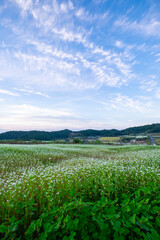 美しい雲模様と広大な蕎麦畑