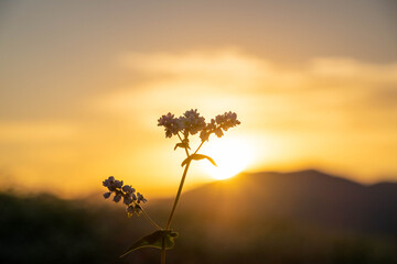 美しい朝の太陽と蕎麦の花