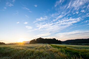 朝の太陽と雲と蕎麦畑