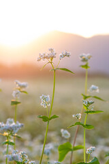 朝の太陽の光で輝く蕎麦の花