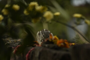 A beautiful photograph of a Squirrel in a garden.