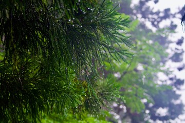 雨上がりの草木