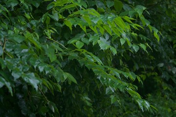 雨上がりの草木