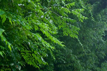 雨上がりの草木