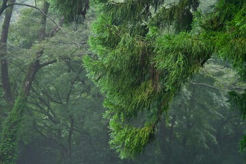 雨上がりの草木