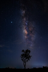 Vertical shot of black tree and milky way and star on dark background.with grain and select white balance.