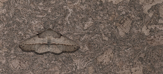 Night moth masquerades as a cork tree.