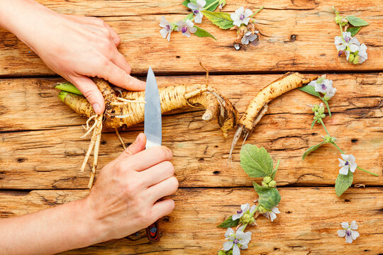 Althaea root in herbal medicine