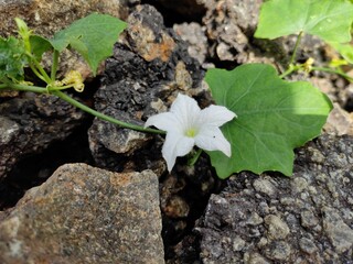 small white flower