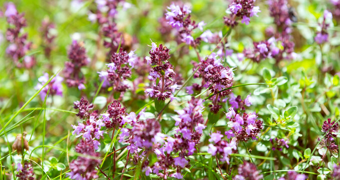 Purple flowers on green blurred background