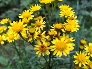 field of dandelions