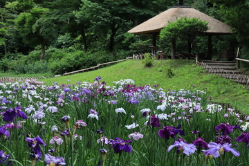 Lris garden in Meiji shrine , japan,tokyo	
