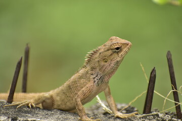 A beautiful closeup photograph of a lizard.