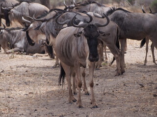 herd of wildebeest in Tanzania, Africa