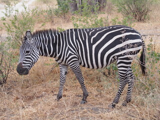 zebra in the wild in Tanzania, Africa