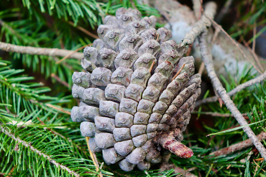 close up of a pine cone
 Queenstown, New Zealand