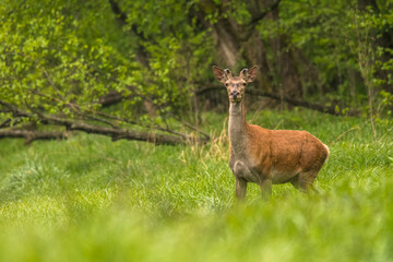 Red Deer (Cervus elaphus) stag. Wildlife in the Carpathians. Bieszczady Mts. Poland.