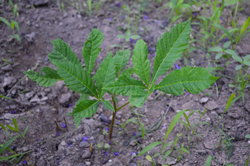 a young, small seedling of chestnut with green leaves grows in the ground