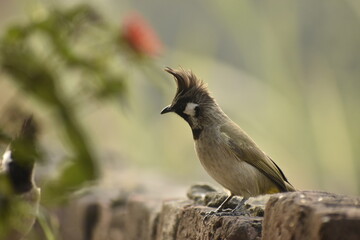 Beautiful photograph of a bird in a garden.