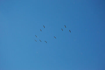 storks fly in the blue sky. the flock was built in flight in the form of a wedge