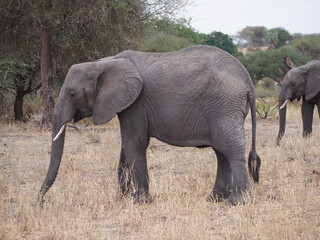 elephant in the wild in Tanzania, Africa