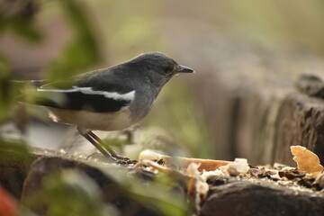 Beautiful photograph of a bird in a garden.