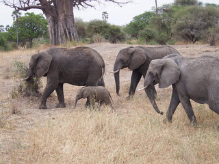 elephants family walking in Tanzania, Africa