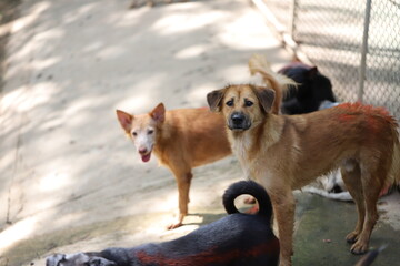 Dog shelter in Thailand, Dog Rescue