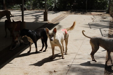 Dog shelter in Thailand, Dog Rescue