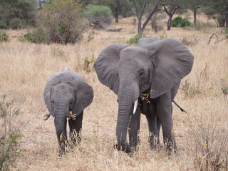 Obraz premium African elephant parent and baby in the wild in Tanzania, Africa