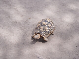 Leopard tortoise in Tanzania, Africa