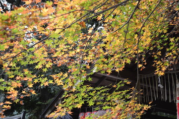 紅葉の京都