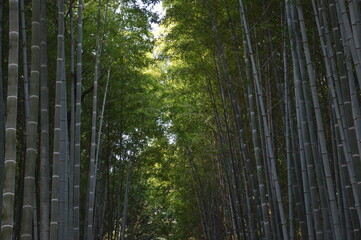 京都の竹林の小径
