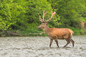 Red Deer (Cervus elaphus) stag. Wildlife in the Carpathians. Bieszczady Mts. Poland.