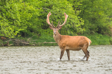 Red Deer (Cervus elaphus) stag. Wildlife in the Carpathians. Bieszczady Mts. Poland.