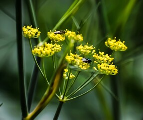 A beautiful closeup photograph of flowers.