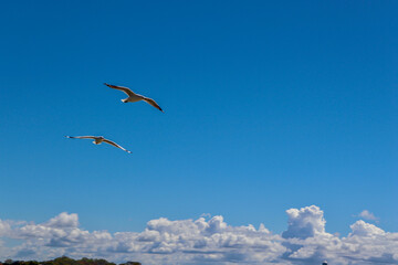 seagull in flight