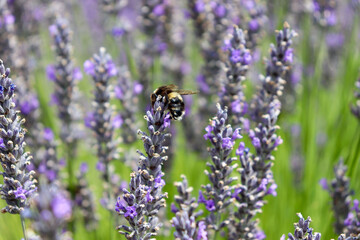 bee on lavender