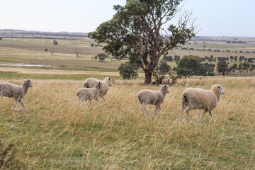 Naklejka na ściany i meble flock of sheep running across a field