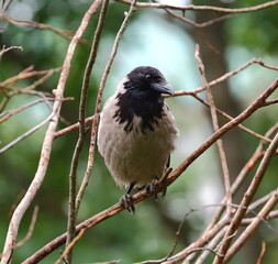 A crow sits on the bare branches of a tree