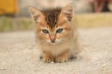 portrait of a cat