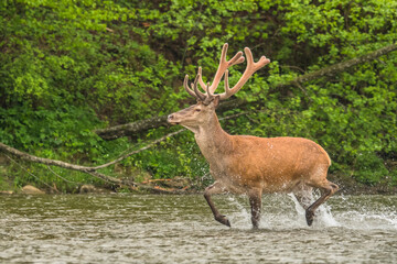 Red Deer (Cervus elaphus) stag. Wildlife in the Carpathians. Bieszczady Mts. Poland.