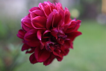 Obraz premium close up of a pink flower