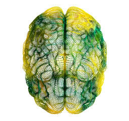 human brain illustration, 3d render