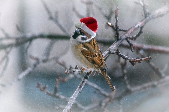 Sparrow in hat Santa Claus on the snow