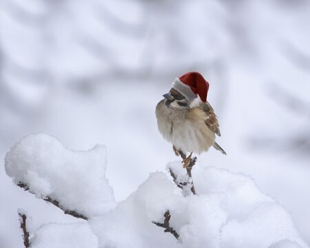 Sparrow in hat Santa Claus on the snow