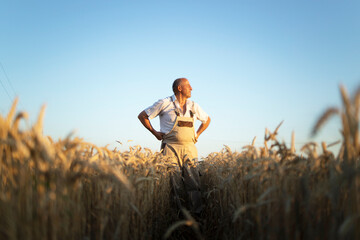 Portrait of senior farmer agronomist in wheat field looking in the distance. Successful organic...