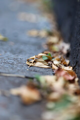 autumn leaves on the ground